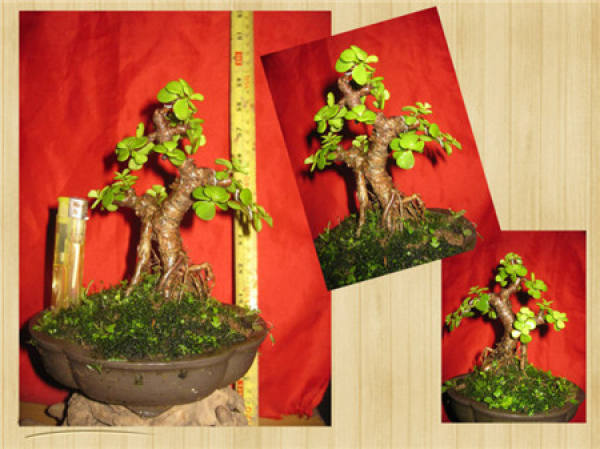 Pruning method of golden branches and jade leaves