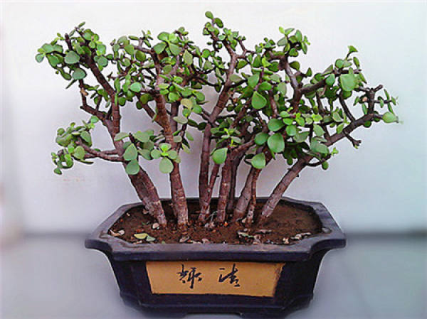 Potted plant with golden branches and jade leaves