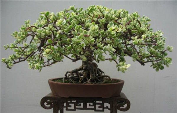 potted plants with Portulacaria afra