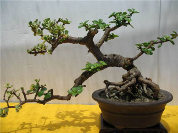 Oblique dry type golden branches and jade leaves