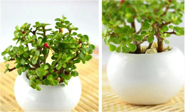 Potted plant with golden branches and jade leaves