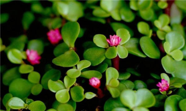 Will the golden branches and jade leaves blossom?