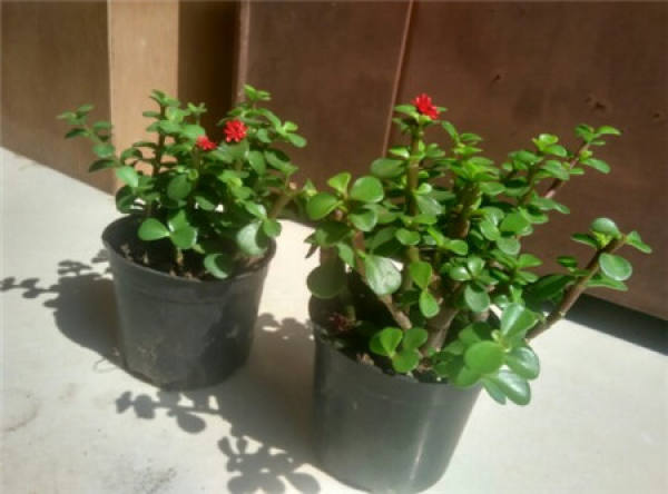 When will the golden branches and jade leaves bloom?