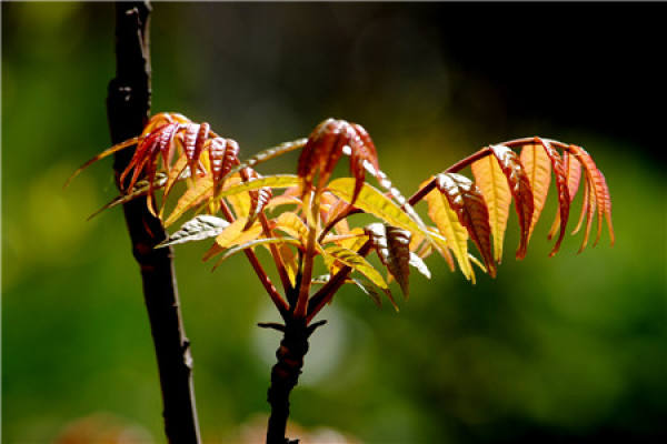 Toona sinensis bud