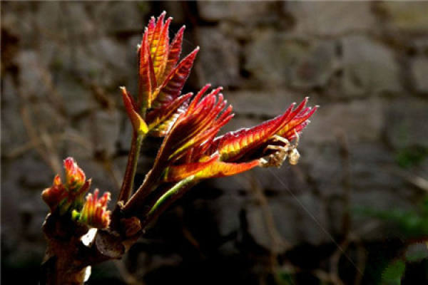 Toona sinensis bud
