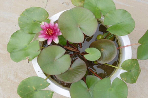 Cylinder lotus