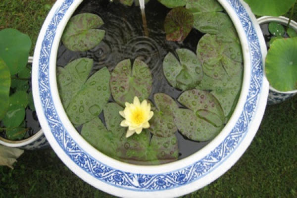 Beautiful Lotus in a jar