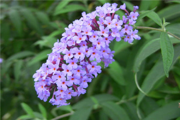 Buddleja lindleyana
