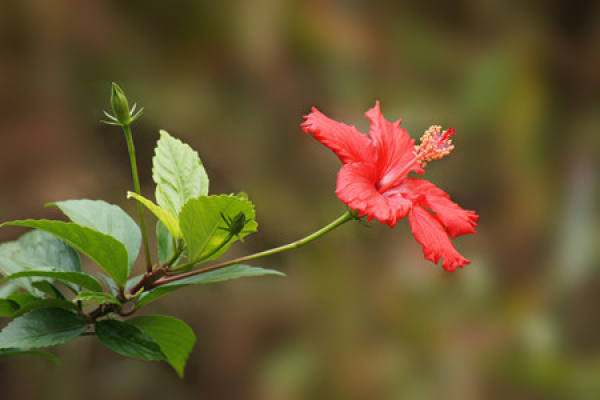 Time of Hibiscus rosa-sinensis grafting Time of Hibiscus rosa-sinensis grafting
