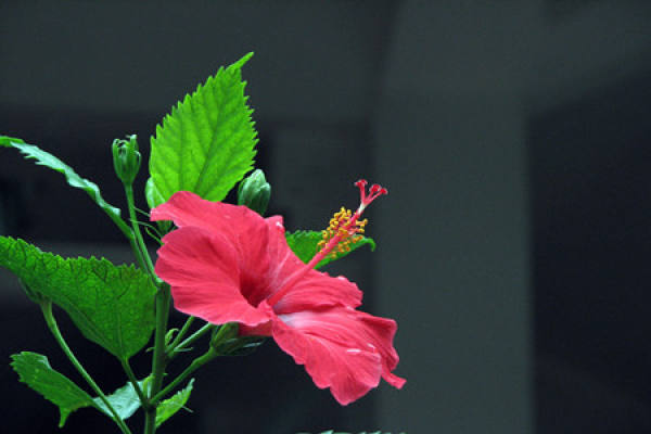 Management of Hibiscus rosa-sinensis after grafting Management of Hibiscus rosa-sinensis after grafting