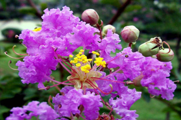 The flower language of crape myrtle The flower language of crape myrtle