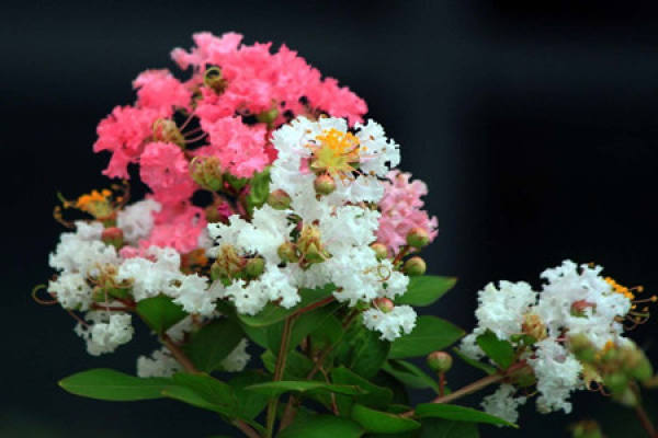 Legend of crape myrtle Legend of crape myrtle
