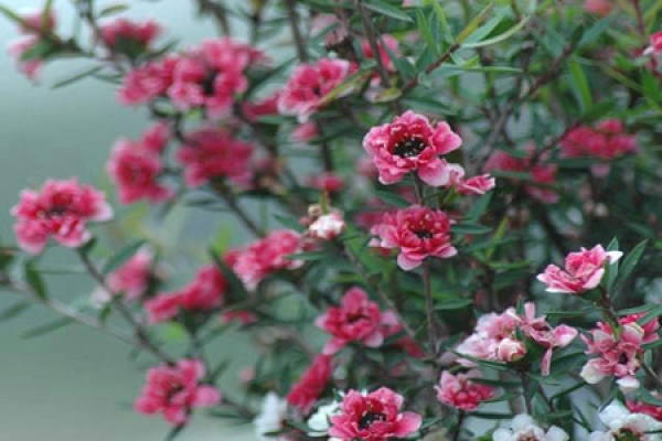 Winter Curing Method of Pine-red Plum