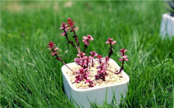 Is the small ball of roses easy to burst?
