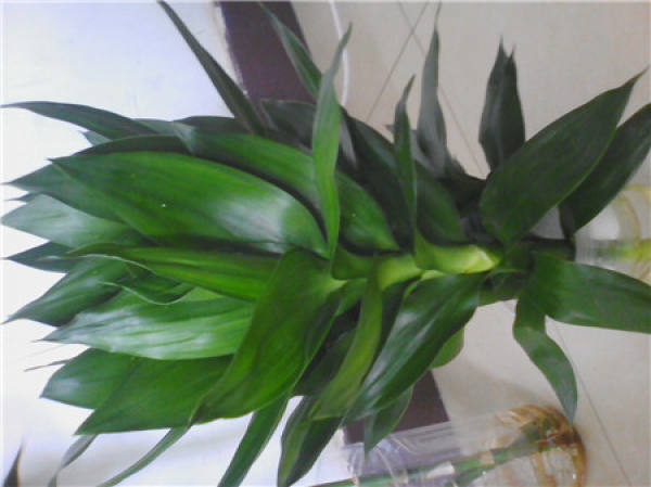 How to Cultivate Lotus Bamboo in Water