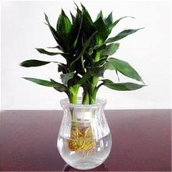 Cautions for Hydroponic Cultivation of Lotus and Bamboo