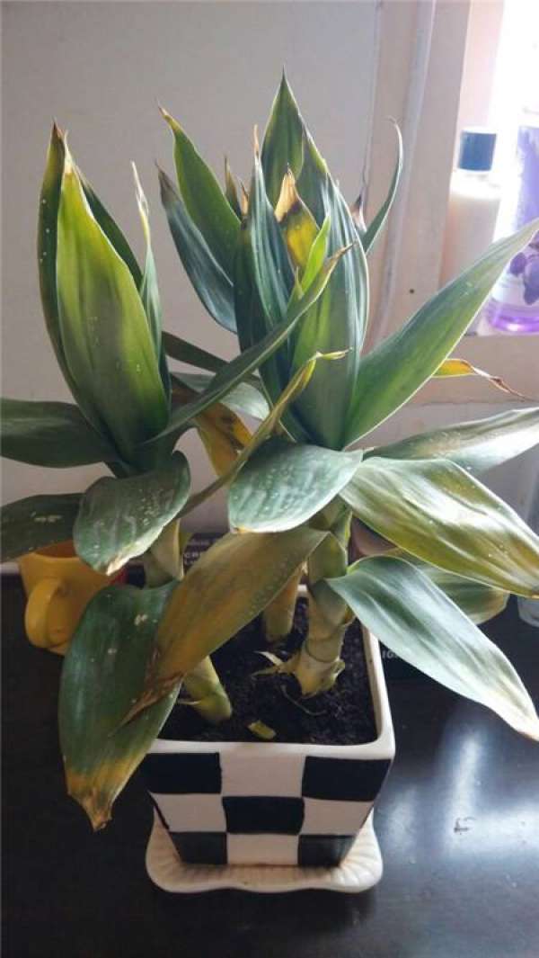 Causes of Yellowing of Lotus Bamboo Leaves