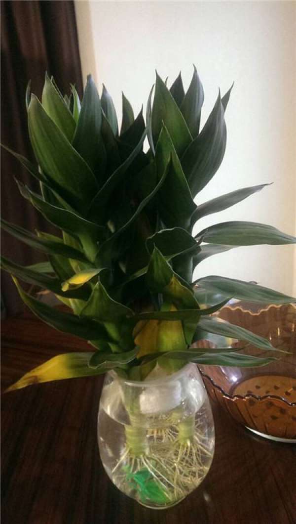 Lotus bamboo leaves yellow how to do?
