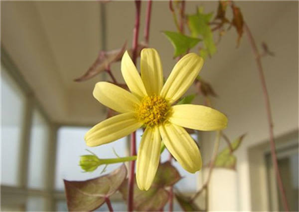 Method for culturing golden chrysanthemum