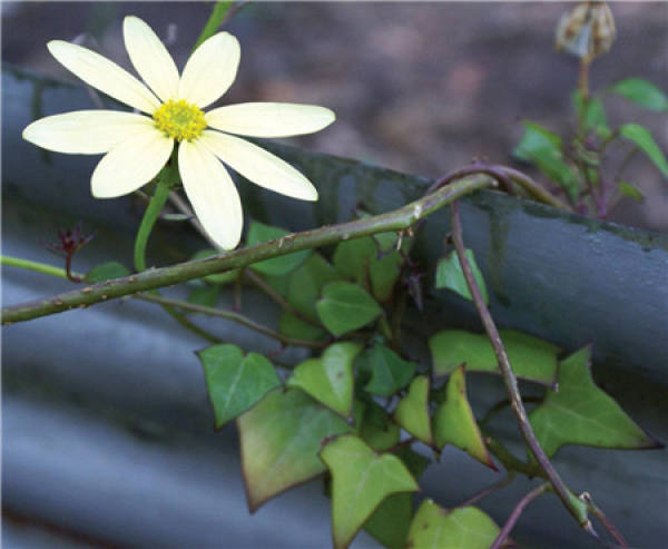 Method for culturing golden chrysanthemum