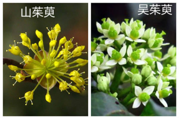 The species of Cornus officinalis and Evodia rutaecarpa are different.