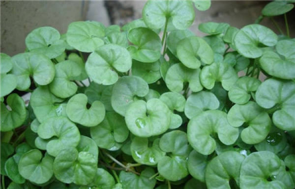 Culture method of Dichondra repens