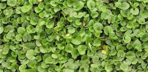 Matters needing attention in breeding Dichondra repens