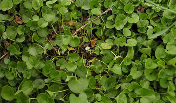Sowing and Propagation of Dichondra repens