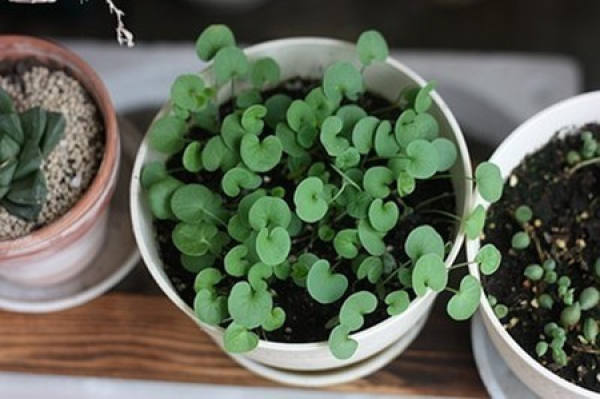 seed propagation of horseshoe gold