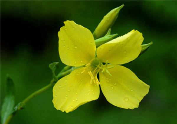 What should we pay attention to in family flower cultivation?