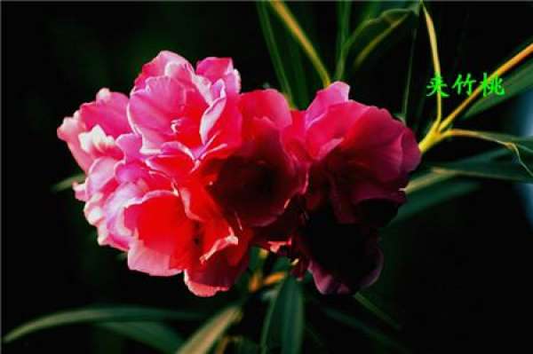 What should we pay attention to in family flower cultivation?
