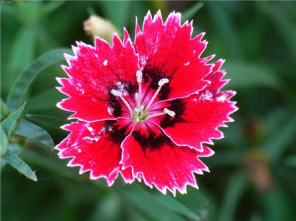 What should we pay attention to in family flower cultivation?