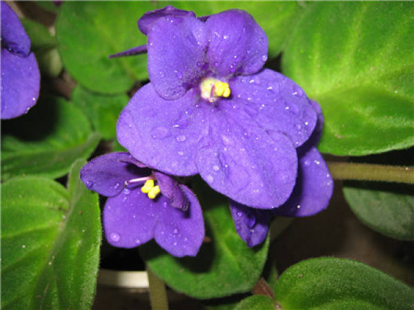 What should we pay attention to in family flower cultivation?