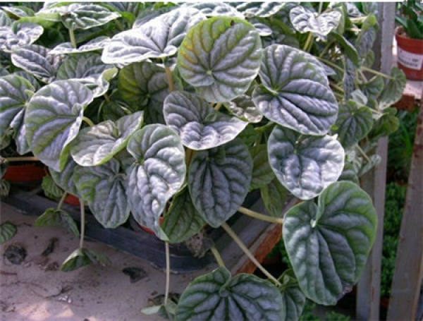 What should we pay attention to in family flower cultivation?