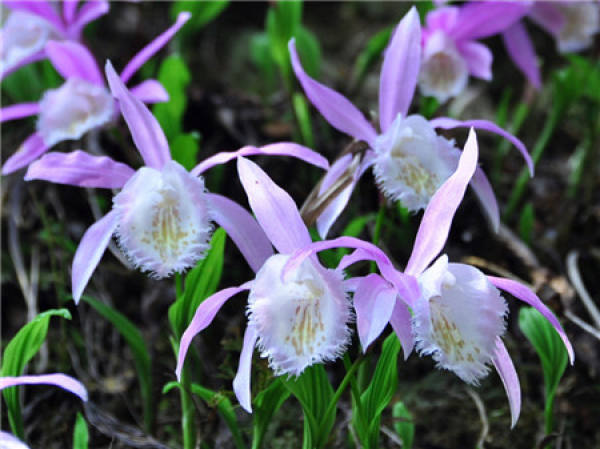 What should we pay attention to in family flower cultivation?