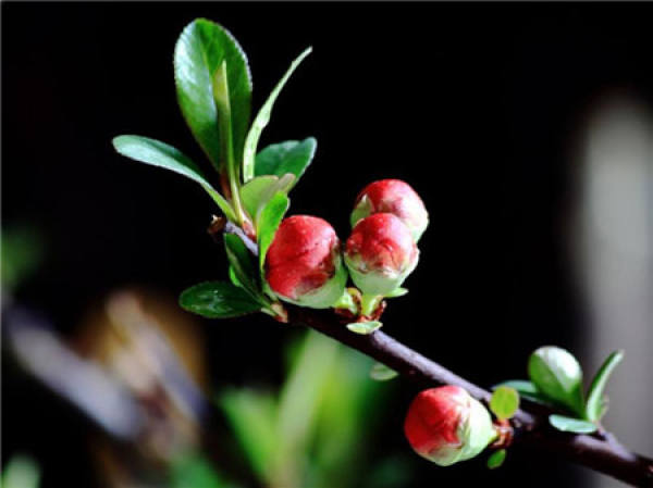 What should we pay attention to in family flower cultivation?