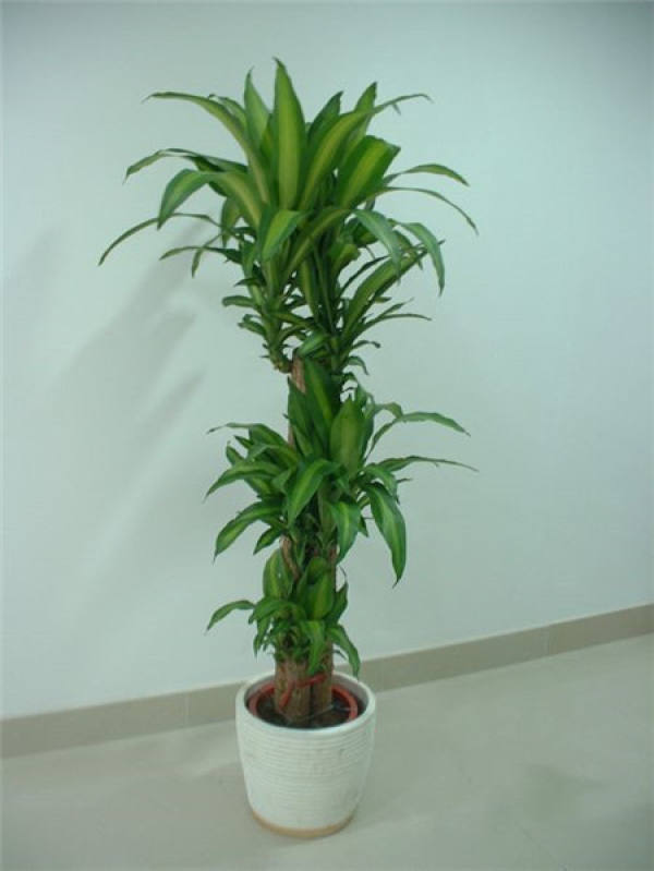 What should we pay attention to in family flower cultivation?