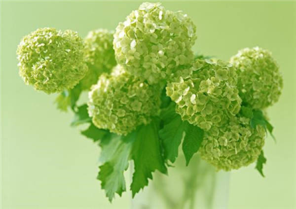 What should we pay attention to in family flower cultivation?