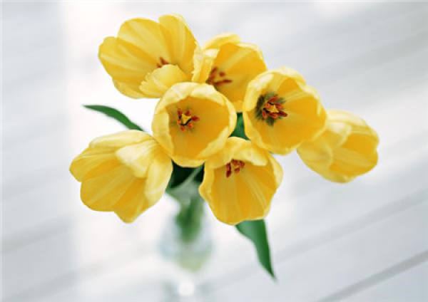 What should we pay attention to in family flower cultivation?