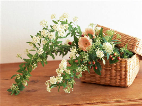 What should we pay attention to in family flower cultivation?