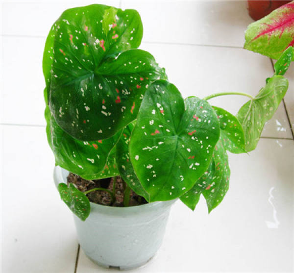 What should we pay attention to in family flower cultivation?