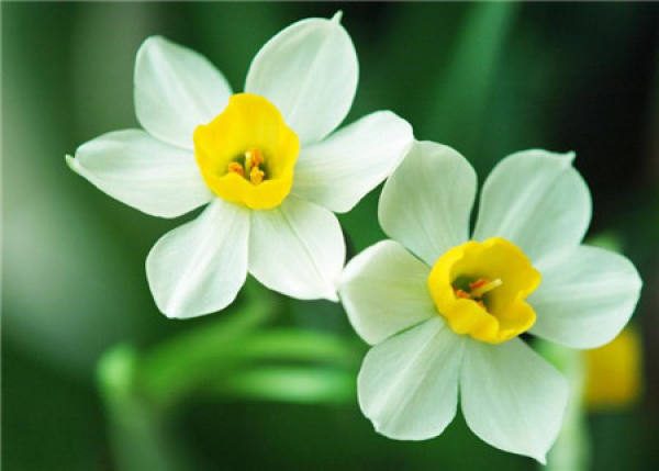 What should we pay attention to in family flower cultivation?