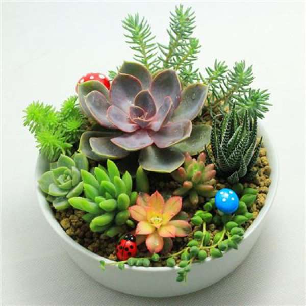 What should we pay attention to in family flower cultivation?