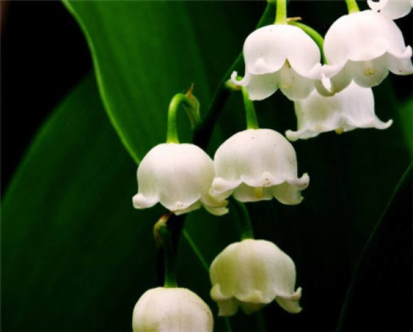 What should we pay attention to in family flower cultivation?