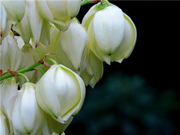 What should we pay attention to in family flower cultivation?