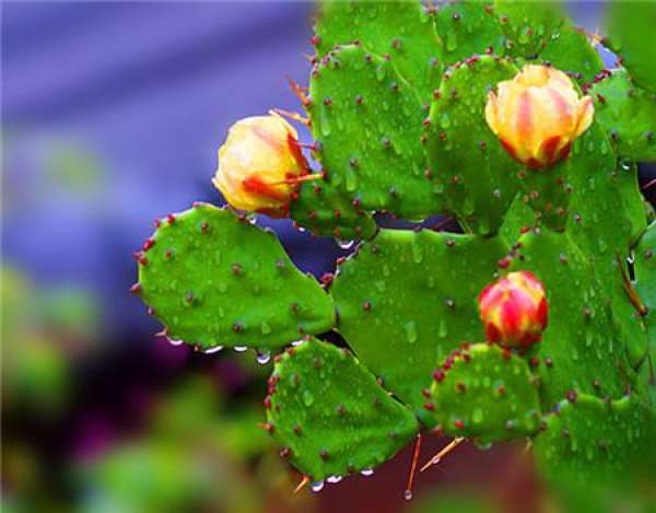What should we pay attention to in family flower cultivation?