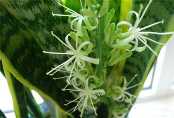 What should we pay attention to in family flower cultivation?