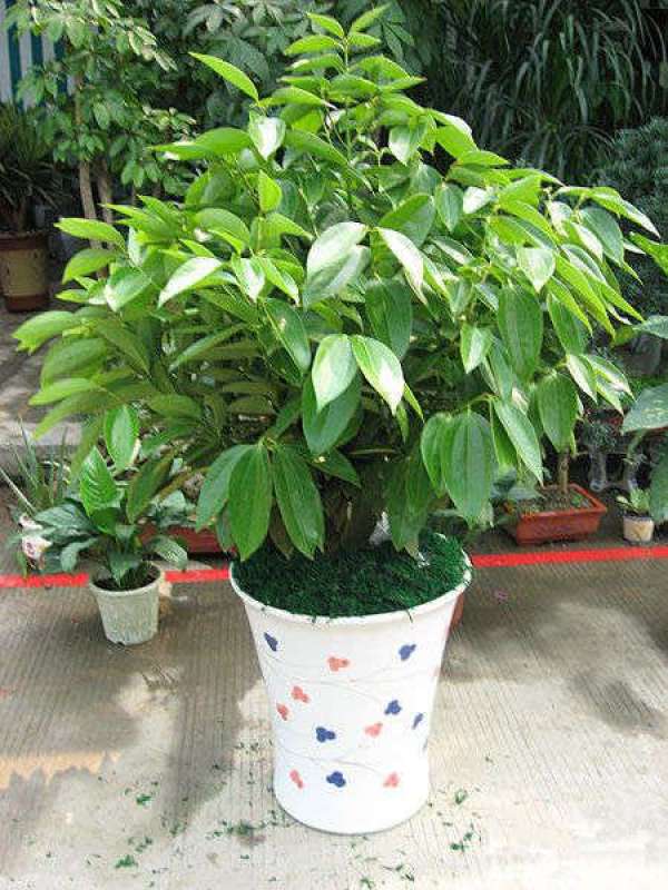 What should we pay attention to in family flower cultivation?