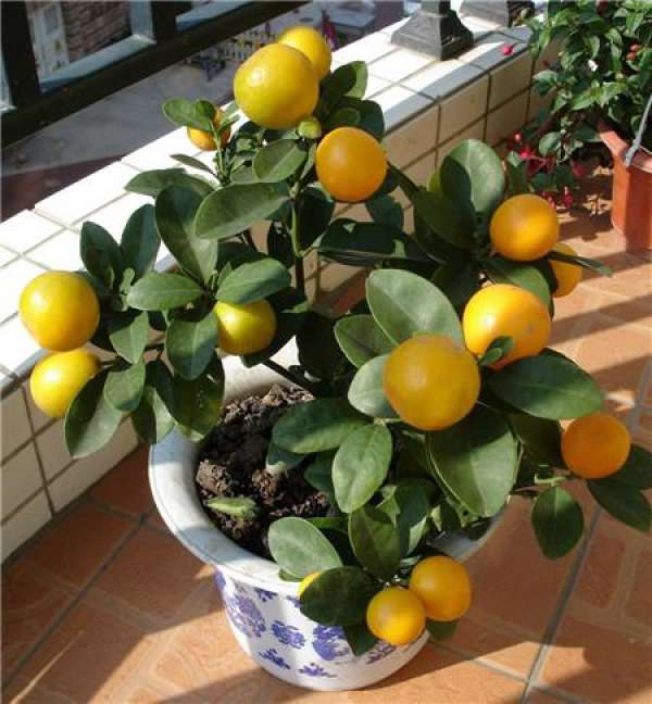 What should we pay attention to in family flower cultivation?