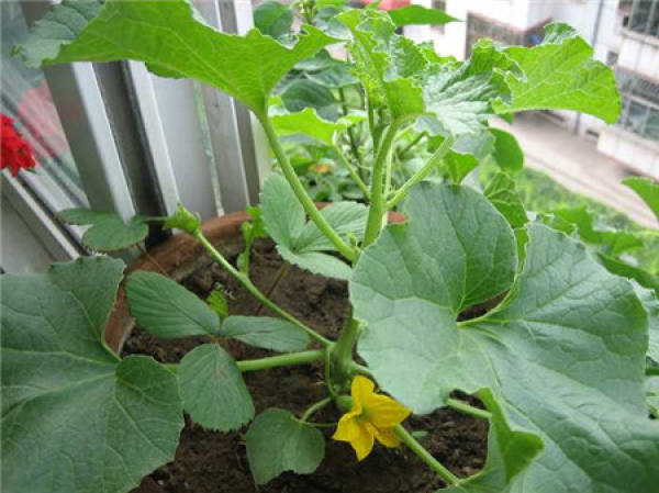 What should we pay attention to in family flower cultivation?